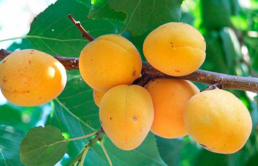 Особенности выращивания и описание абрикоса сорта снежинский