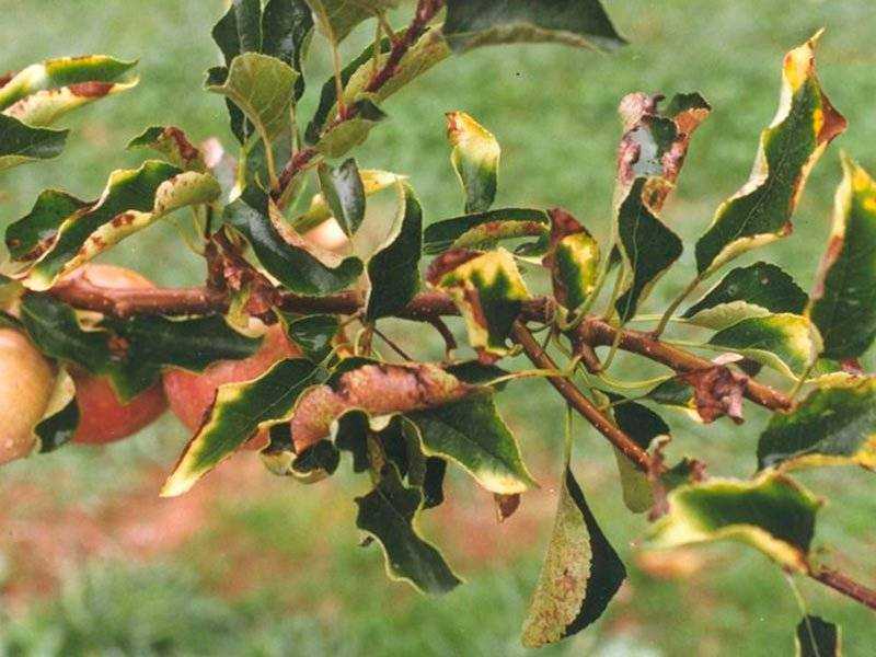 Основные болезни яблонь и их лечение