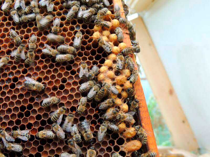 Лечение и профилактика нозематоза у пчел