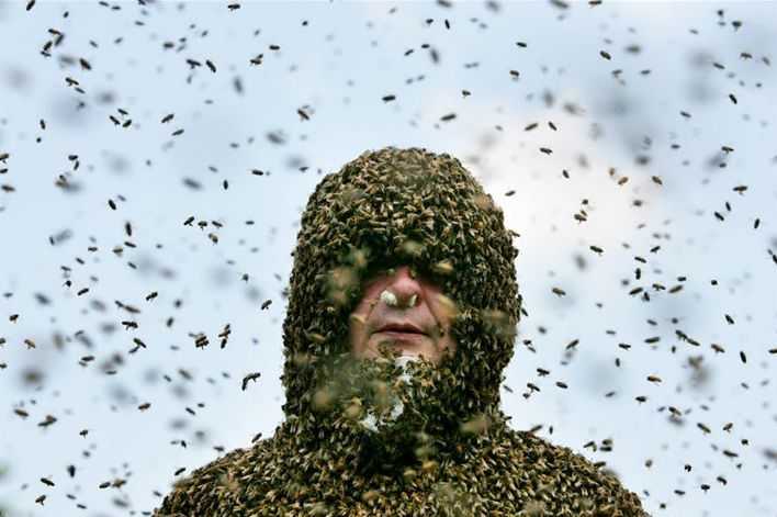 Эффективные средства от нападения пчёл
