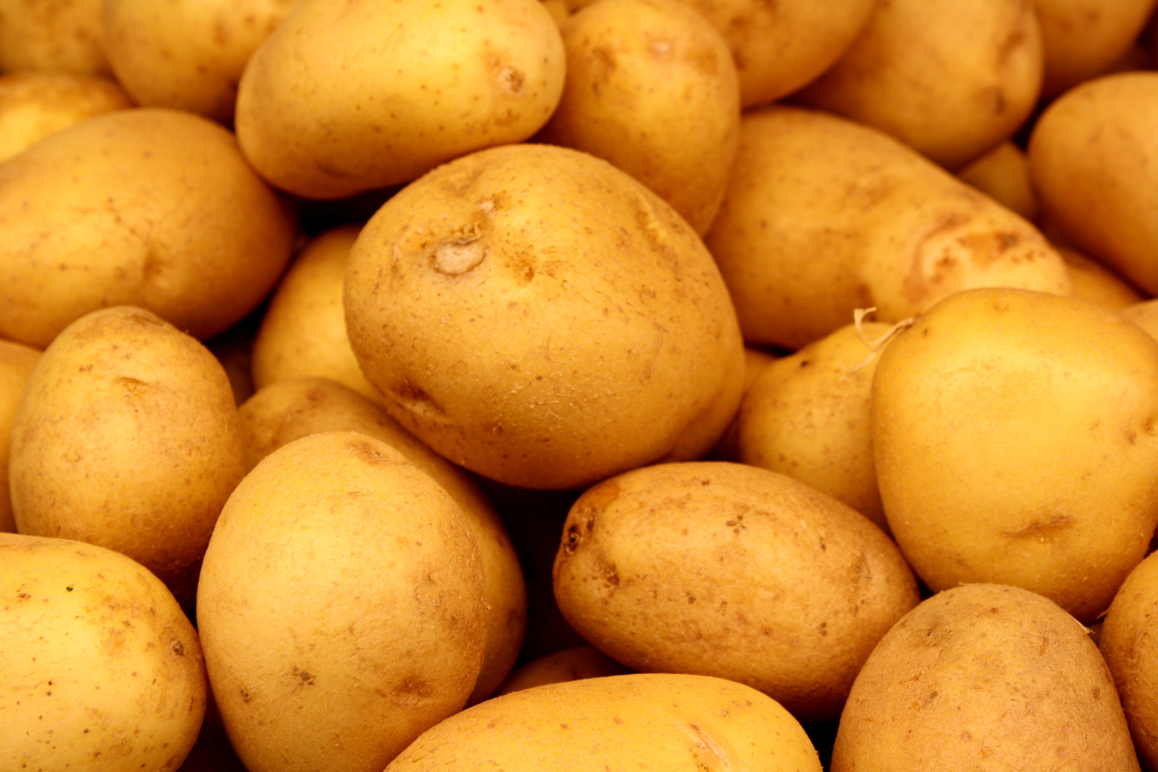 Сорт картофеля зорачка: описание и характеристика, отзывы