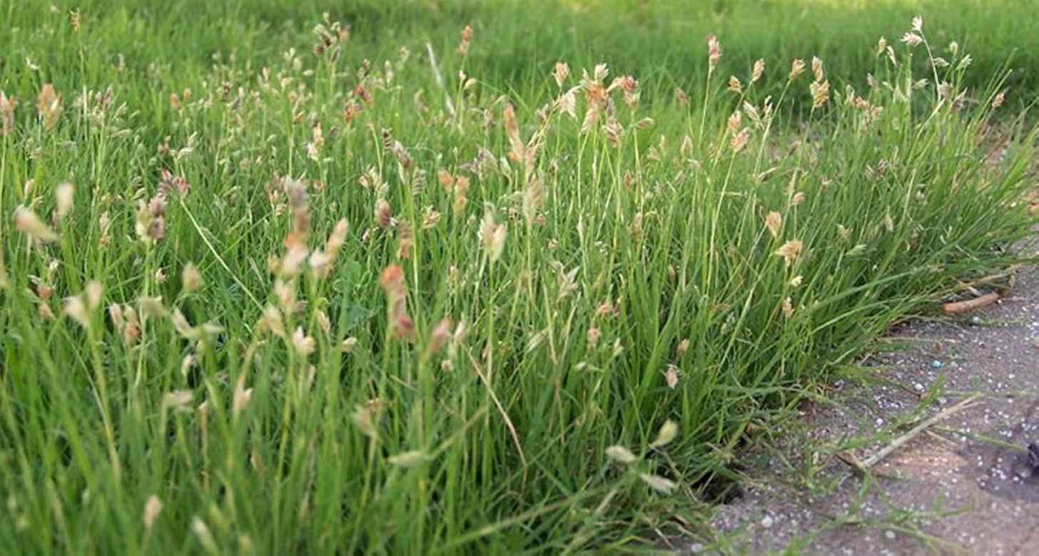 Зубровка (трава): полезные свойства и противопоказания. где растет трава зубровка