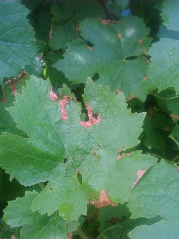 Виноград лист скручивается. Скручиваются листья у винограда. Листья винограда сморщились. Болезни винограда листья сохнут. Бактериоз винограда.