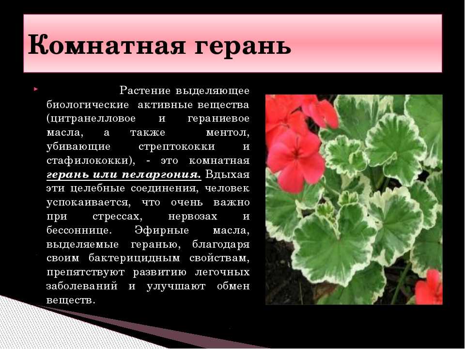 Герань действие. Пеларгония Родина растения. Пеларгония зональная красный стебель. Герань влаголюбивое растение. Пеларгония зональная листья.