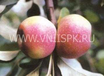 О яблоне Феникс: описание сорта, характеристики, агротехника, выращивание