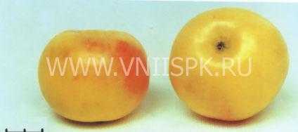 Подробная характеристика и особенности выращивания яблони сорта легенда