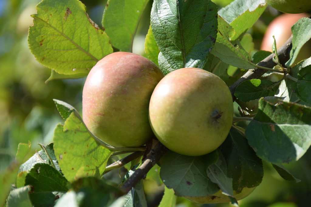 Особенности выращивания и ухода за яблоней строевское