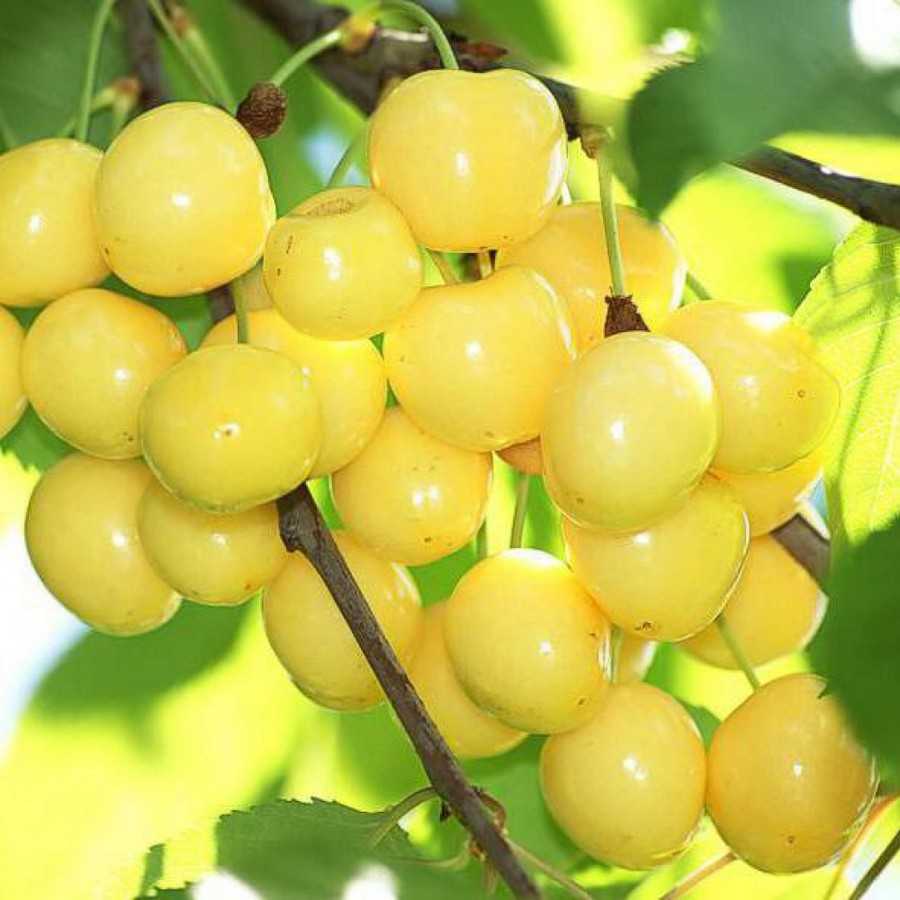 Топ-12 лучших сортов жёлтой черешни и особенности её выращивания