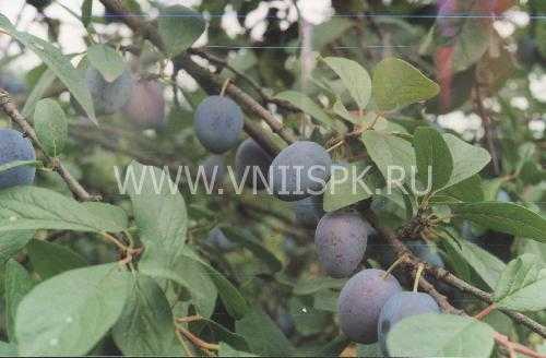 Правила выращивания сливы в сибирском климате