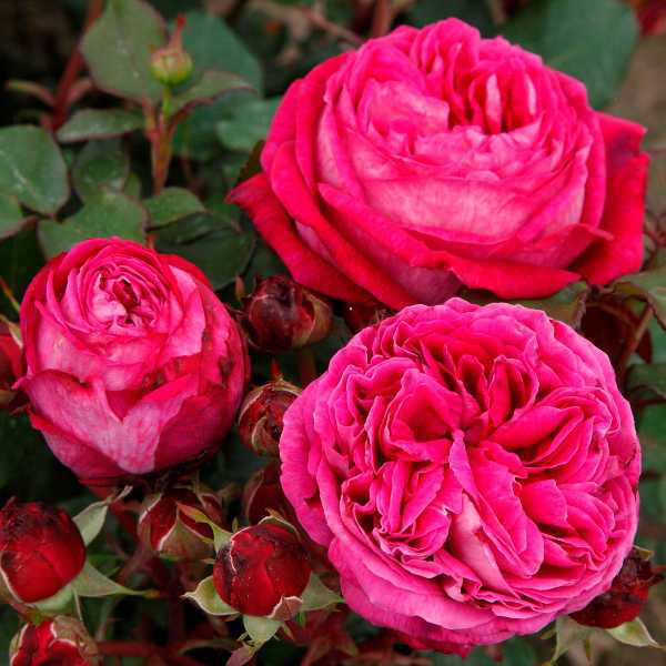 О розе Тантау: описание и характеристики сорта, выращивание кустарниковой розы