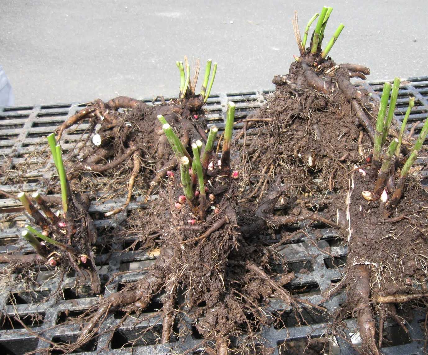 Посадить пионы весной: особенности и уход