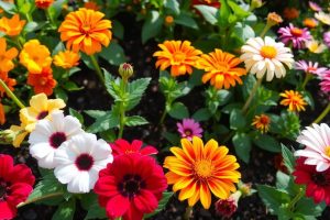 Цветы для дачи и сада: как выбрать и посадить правильно