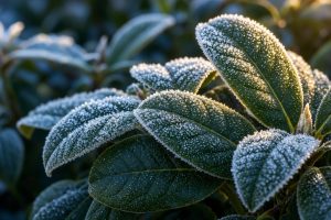 Зимостойкие рододендроны: как выбрать растение для сада