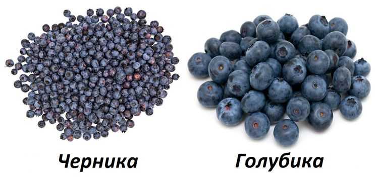Голубика и черника: ягода, похожая на голубику, черника в разрезе