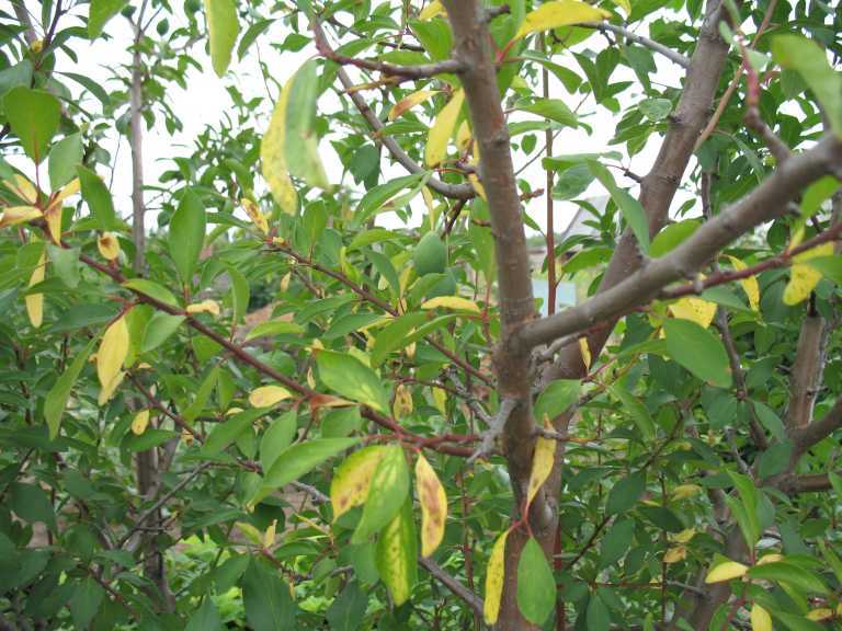 Почему желтеют листья у яблони и появляется ржа на стволе: что делать