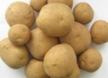 Позднеспелые сорта картофеля и их подробное описание