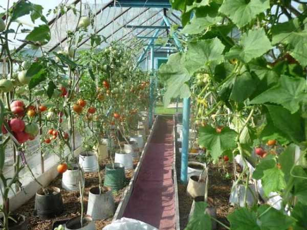 Полезное соседство овощей на грядках: можно ли в одной теплице сажать и огурцы, и помидоры. таблица совместимости, схема и фото
