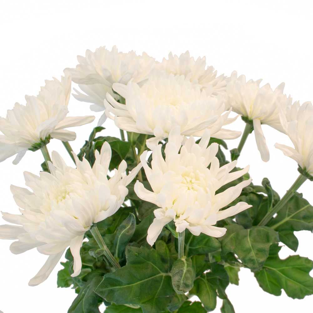 Хризантемы (chrysanthemum). описание, виды и уход за хризантемой