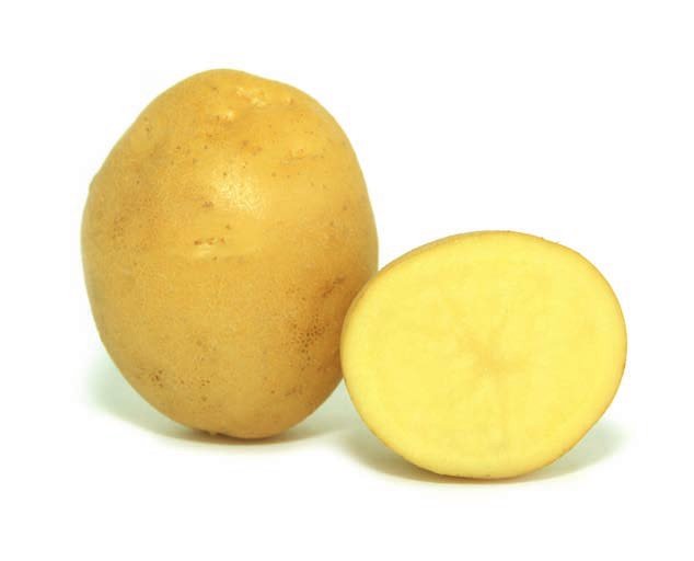 Колобок картофель характеристика отзывы