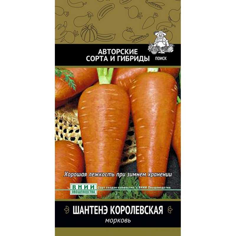 Высокоурожайный сорт моркови курода с длительным сроком хранения