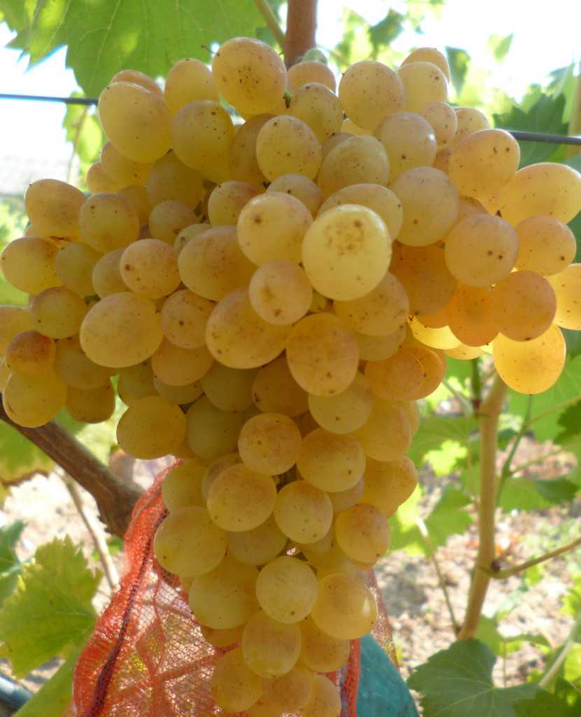 Виноград розмус - описание сорта и его фото, характеристики и особенности выращивания