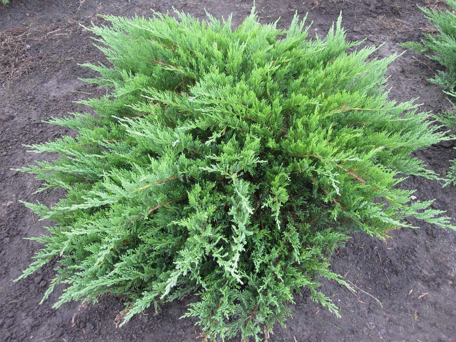 Можжевельник казацкий (juniperus sabina)