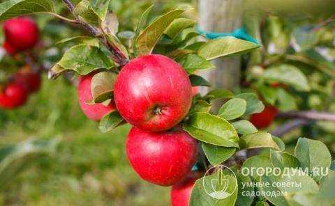 Особенности выращивания яблони антей