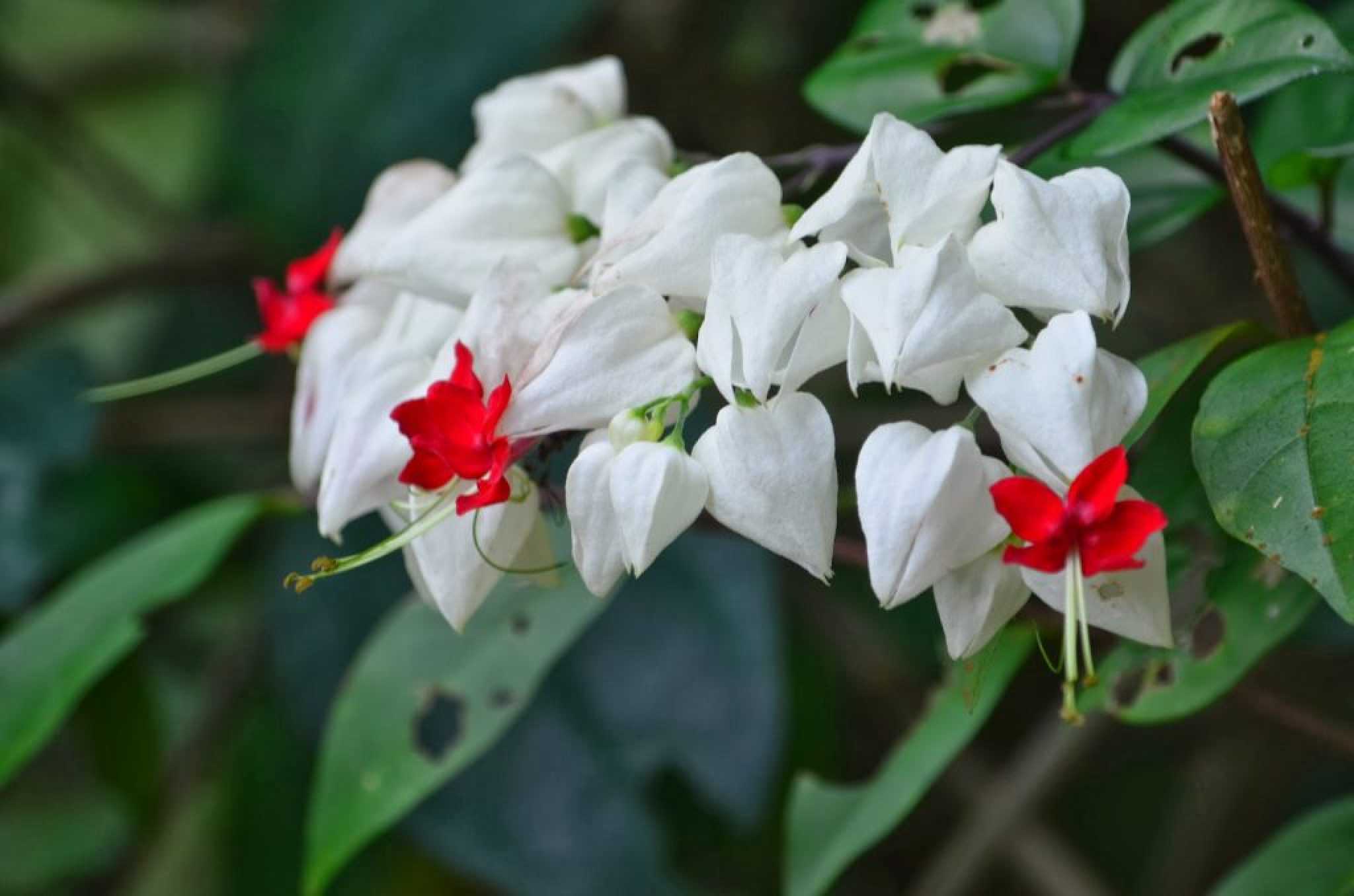 Цветок Клеродендрум Томпсона