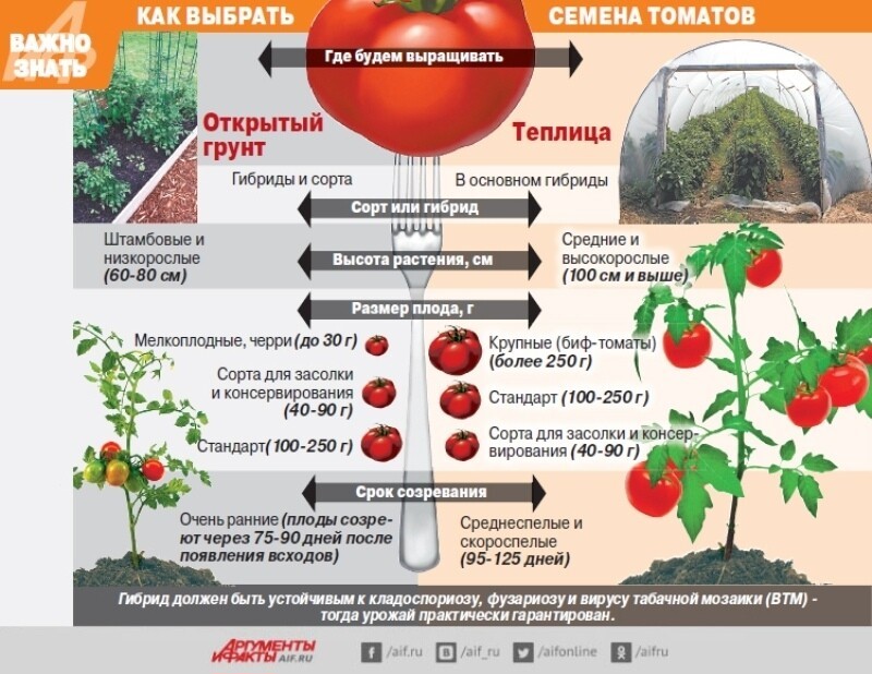 Схема посадки томатов в теплице - на каком расстоянии сажать помидоры в теплице для богатого урожая. | красивый дом и сад