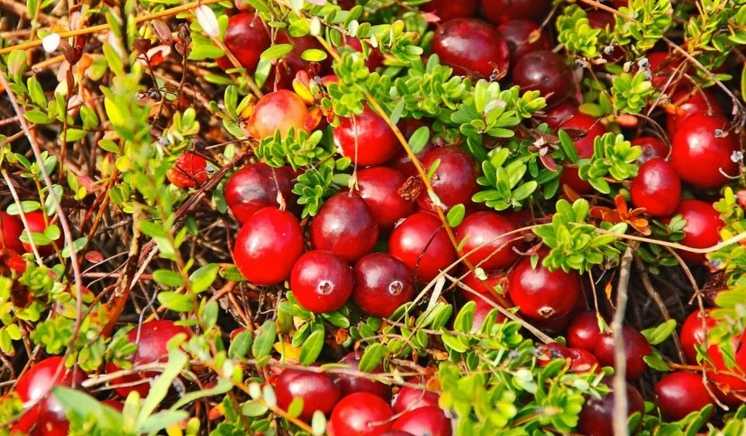 Лучшие сорта крупноплодной клюквы - ягодные культуры - смолдача - портал дачников, садоводов и любителей загородной жизни