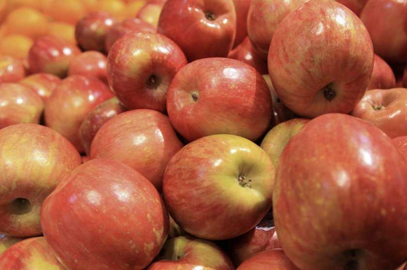 Описание и особенности выращивания сорта яблонь фуджи
