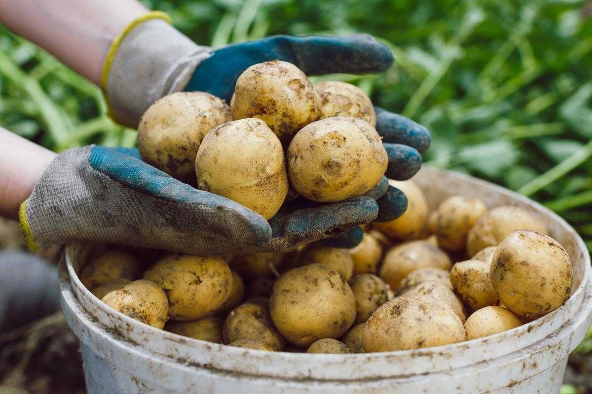 Выращивание картофеля из семян, технология посадки семенами на рассаду