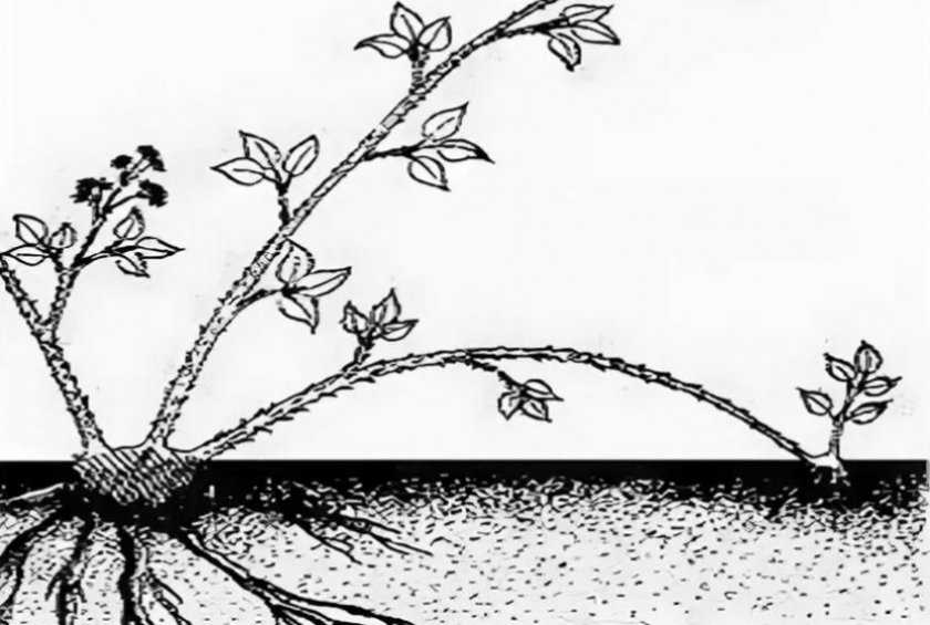 Ежевика без шипов: как правильно посадить и вырастить, особенности ухода