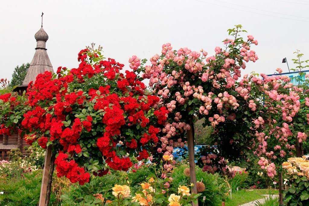 Пионовидные розы — ароматное удовольствие