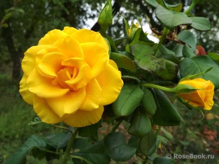 Роза керио: описание и характеристики сорта, выращивание и использование в дизайне