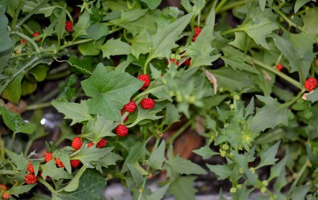 Агротехника выращивание шпината из семян в открытом грунте: посадка и правильный уход