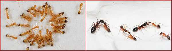 Все о применении борной кислоты от муравьев: рецепт, как разводить