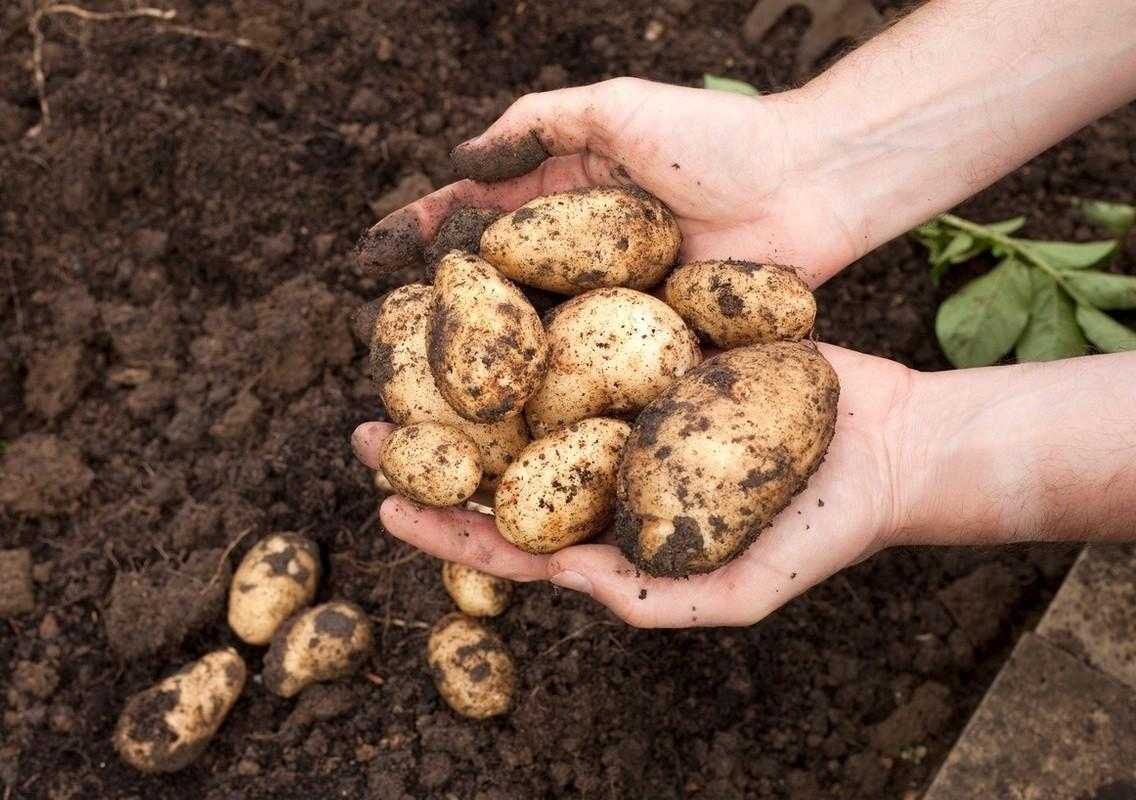 Сонник копать картошку хороший урожай. к чему снится копать картошку хороший урожай видеть во сне - сонник дома солнца