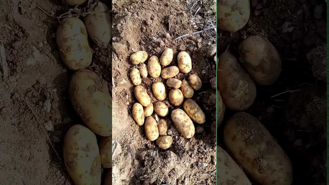 Уладар: описание семенного сорта картофеля, характеристики, агротехника