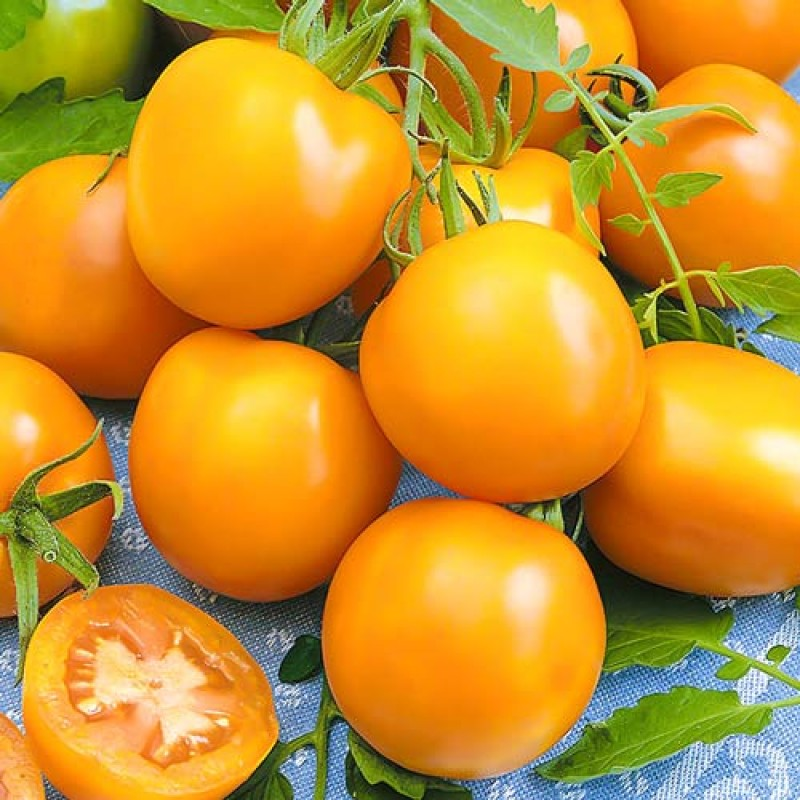 Томат таня ф1. происхождение сорта помидора «таня ф1»