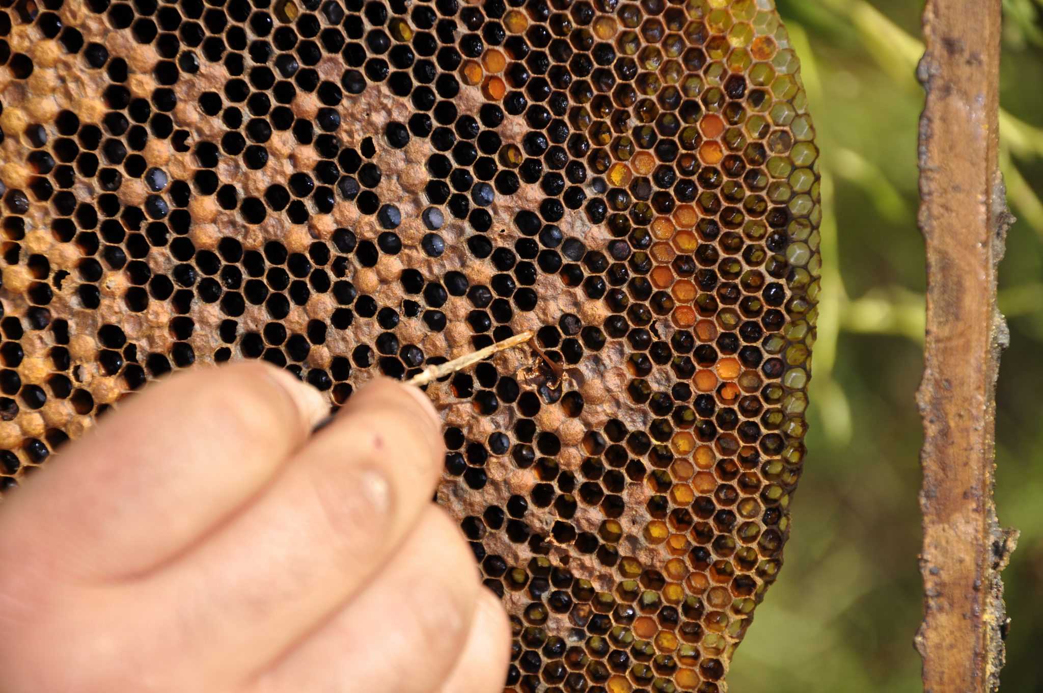 Лечение пчел от нозематоза и профилактика | видео