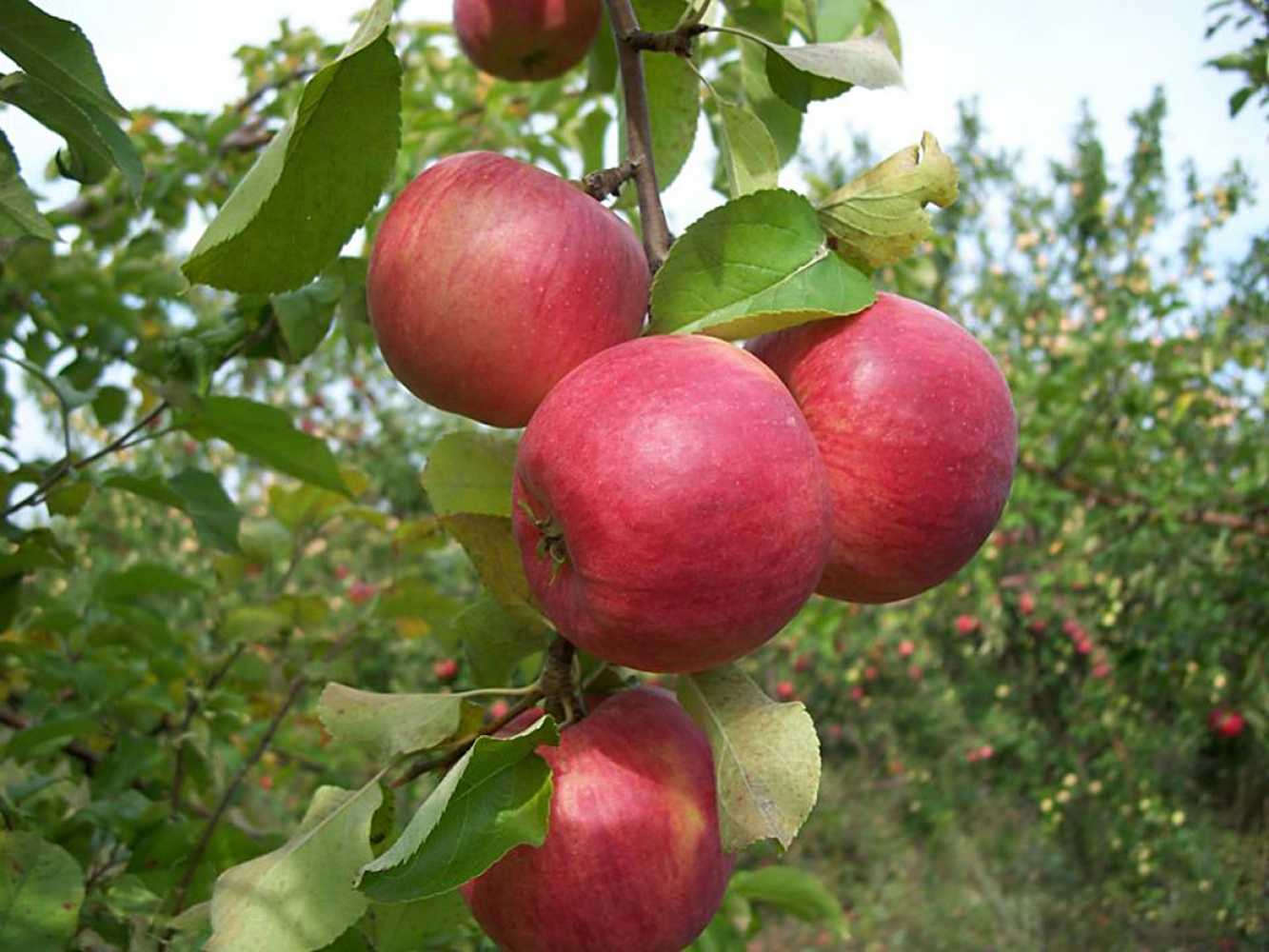 Яблоня «подарок графскому»: особенности выращивания, уход, урожайность
