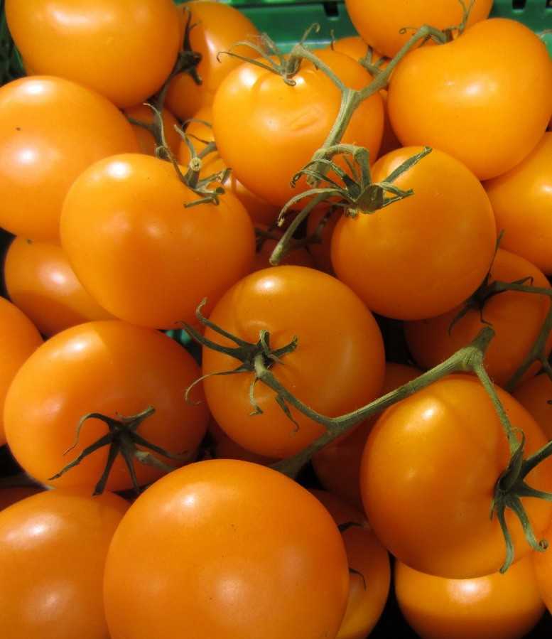 Уход за помидорами в открытом грунте: секреты большого урожая