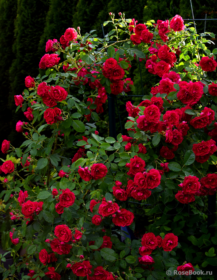 Фламентанц плетистая роза описание фото