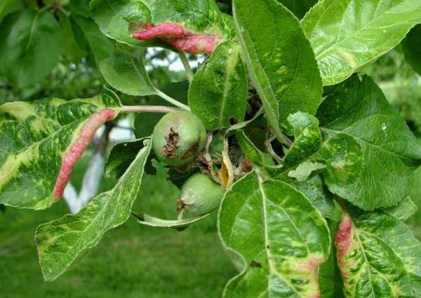Если появились коричневые пятна на листьях яблони, как лечить — советы агрономов