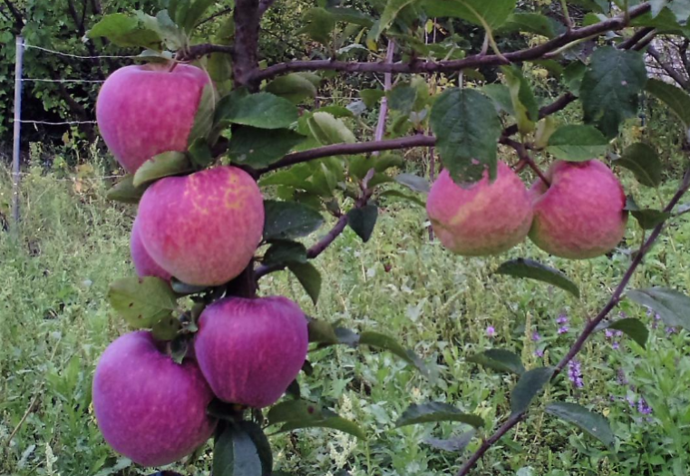 Розовый налив отзывы. Яблоня "розовый налив" (Malus domestica). Саженцы яблони Флорина. Сорт яблок Цыганочка. Сорт цыганка яблоня.
