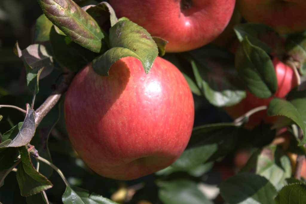 50 фото и описание яблони «хани крисп»,  посадка, уход, ее полезные свойства и противопоказания