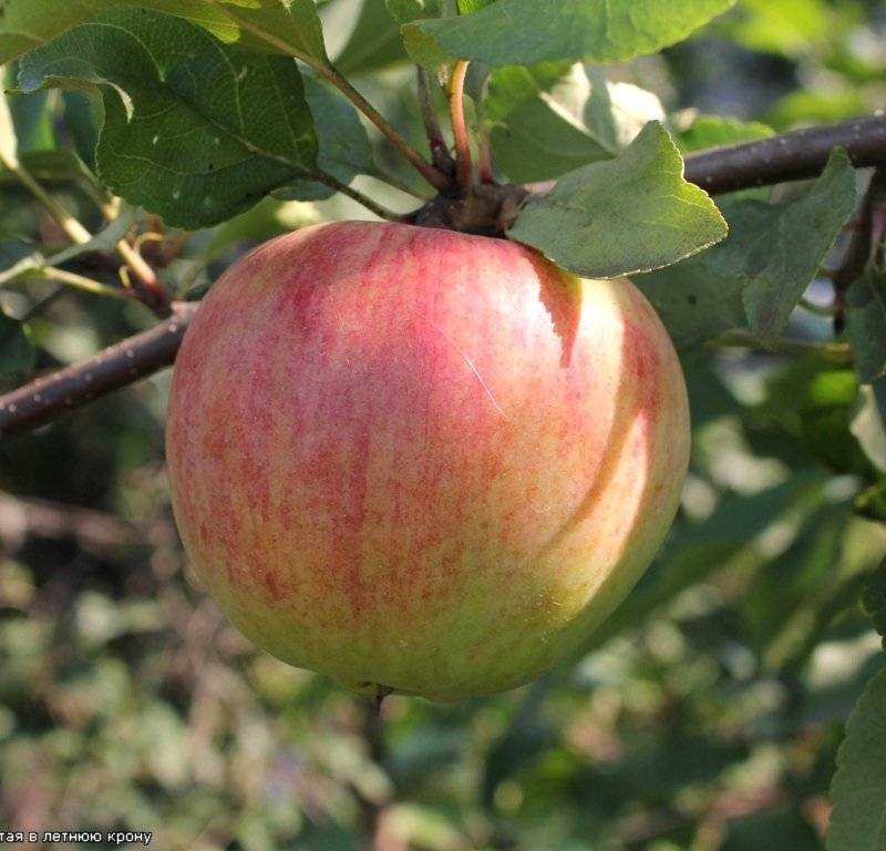 Яблоня феникс алтайский: описание сорта и его фото, особенности выращивания и основные характеристики