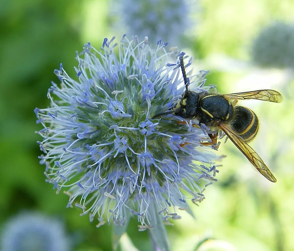 О медоносных растениях высеваемых специально для пчел: подсолнух, эспарцет, соя