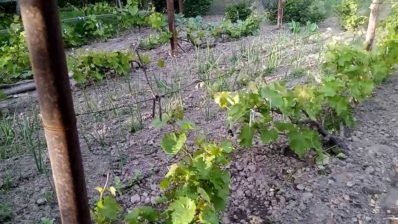 Что можно сажать рядом с виноградом на огороде таблица с фото